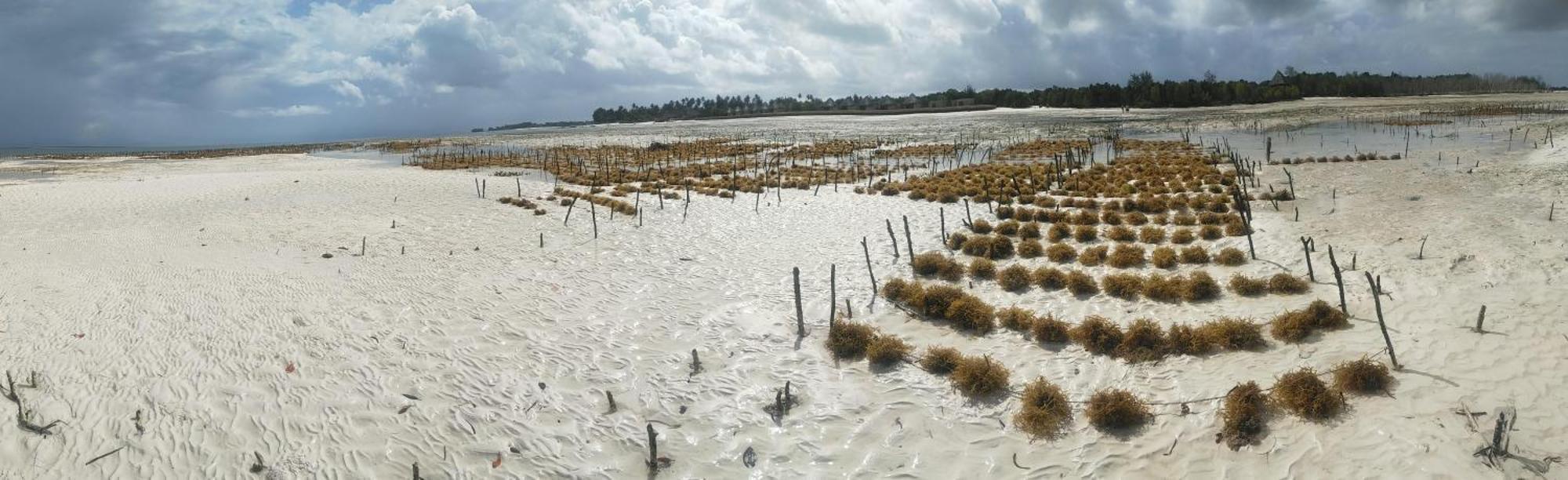 Eden Paradise Michamvi Kae Ngoại thất bức ảnh